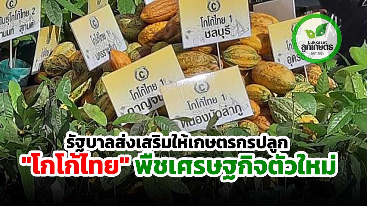 รัฐบาลและกระทรวงเกษตรฯ ส่งเสริมให้เกษตรกรปลูก "โกโก้ไทย" พืชเศรษฐกิจตัวใหม่