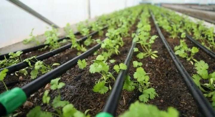 โครงการสร้างต้นแบบปลูกผักโรงเรือนใช้น้ำน้อยทำ “เกษตรแม่นยำ”