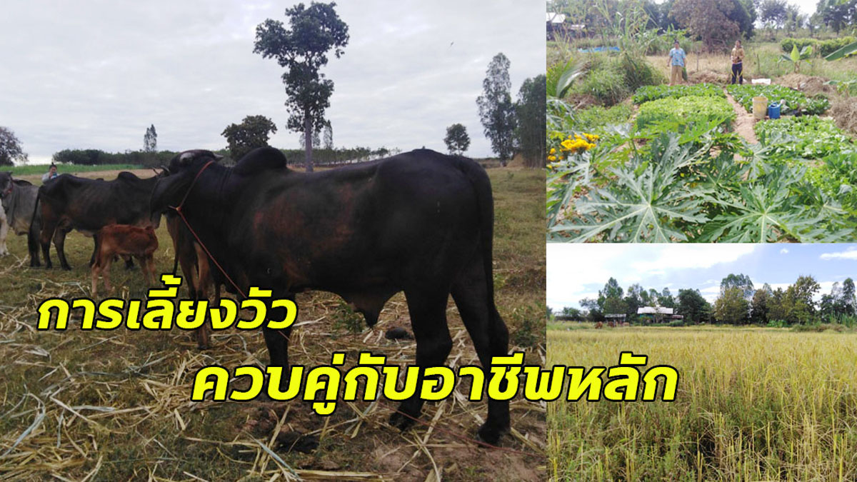 เผยเคล็ดลับ !! การเลี้ยงวัว พร้อมกับการประกอบอาชีพหลักของคนไทย