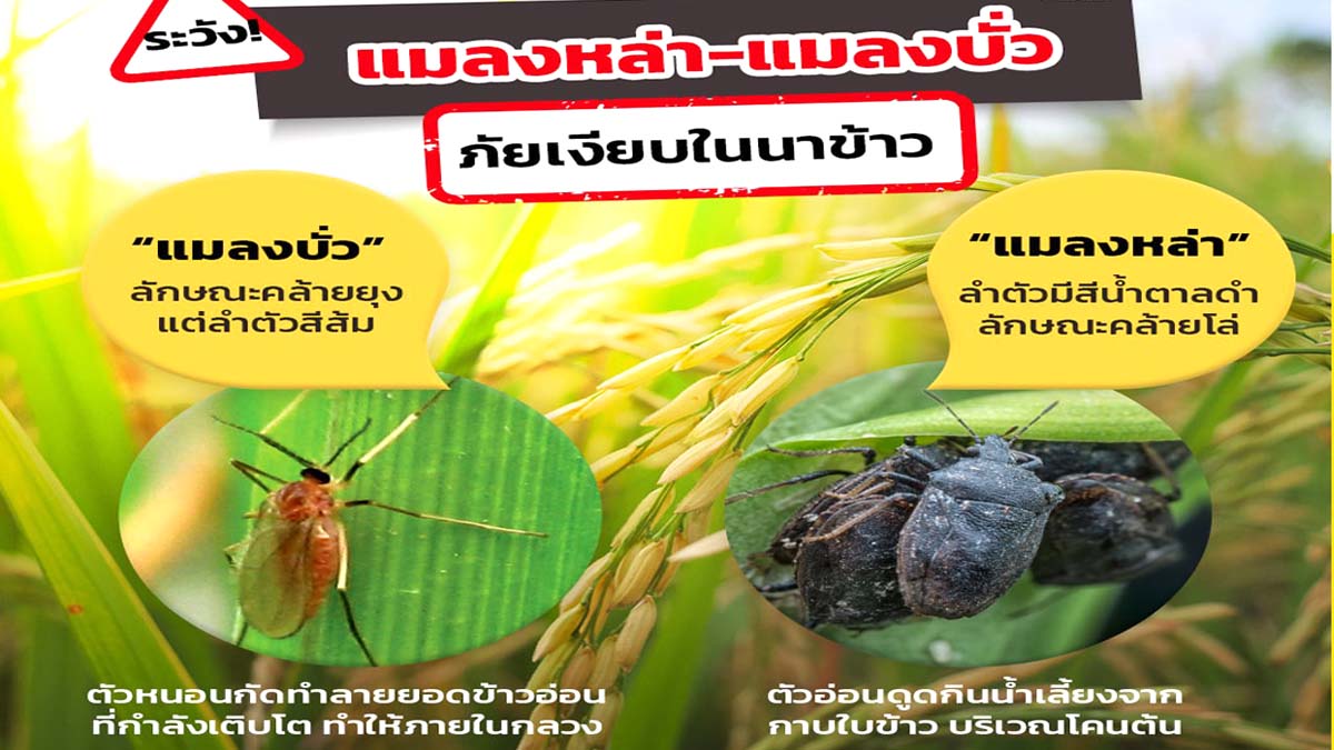 เตือนเกษตรกร !! ช่วงต้นฤดูหนาว อาจพบแมลงศัตรูพืชอย่างแมลงหล่าและแมลงบั่ว ระบาดในนาข้าว