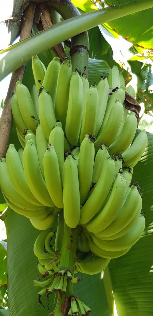 เคล็ดลับ !! วิธีการปลูกกล้วยหอมทอง ให้เครือใหญ่หวีสวย หน่อดก 