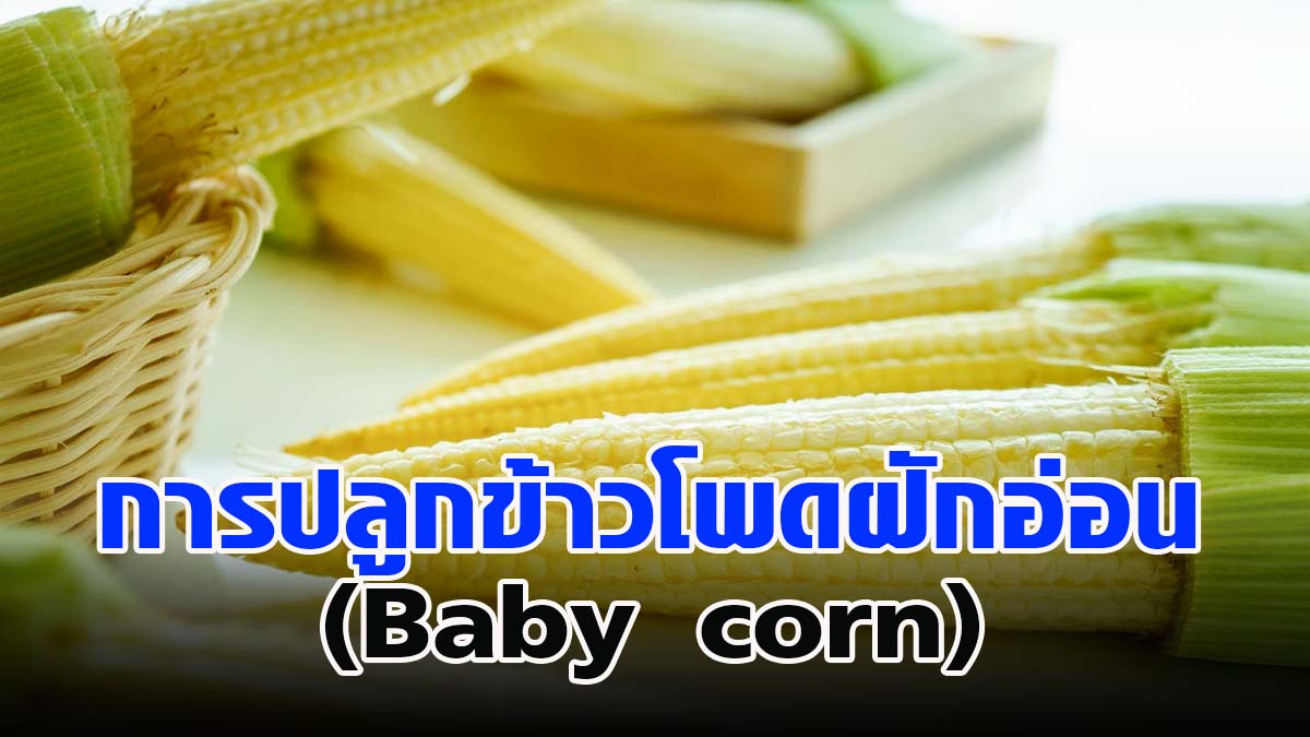 การปลูกข้าวโพดฝักอ่อน (Baby corn)