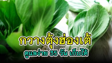 เคล็ดลับ ปลูก "กวางตุ้งฮ่องเต้ " ให้ต้นอวบงาม ดูแลง่าย 35 วันสามารถเก็บได้