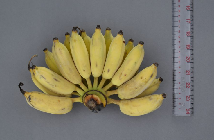 "สุโขทัย 1" กล้วยพันธุ์ใหม่ให้ผลผลิตสูง  คุณค่าทางโภชนาการชนะเลิศ