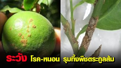 เตือนเกษตรกร ระวัง โรค-หนอนรุมทึ้งพืชตระกูลส้ม