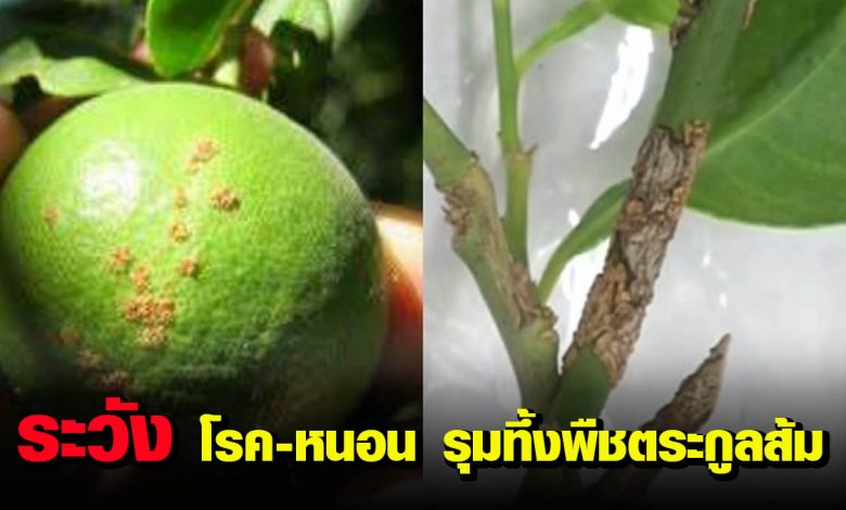 เตือนเกษตรกร ระวัง โรค-หนอนรุมทึ้งพืชตระกูลส้ม