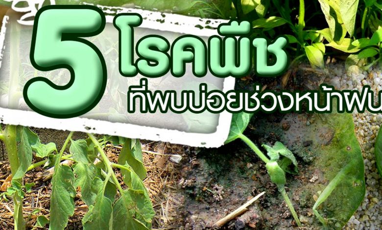 5 โรคพืช ที่พบบ่อยในช่วงหน้าฝน